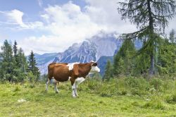 Una mucca al pascolo sulle Alpi Carniche vicino a Sauris - © 250058269 / Shutterstock.com