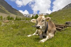 Mucca al pascolo in Val Senales, Trentino Alto Adige. Malghe, ghiacciai, sentieri e pascoli montani caratterizzano questa terra ricca di contrasti dai mille colori - © photolike / Shutterstock.com ...