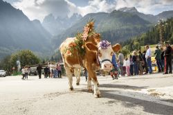 Una mucca con decorazioni floreali passeggia per le strade di Falcade durante la festa Se Desmonteghea, Veneto. E' la festa più sentita di tutta la Valle del Biois e richiama ogni ...