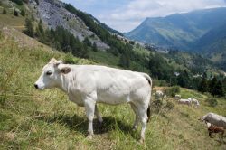 Mucche al pascolo a Castelmagno, Valle Grana, Piemonte. Il loro latte viene utilizzato per produrre il formaggio Castelmagno in forme cilindriche con diametro fra i 15 e i 25 centimetri.

 ...