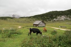 Mucche al pascolo a Fodara Vedla a San Vigilio di Marebbe, Trentino Alto Adige. Una bella immagine del panorama che contraddistingue questa località altoatesina in provincia di Bolzano.



 ...