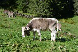 Mucche al pascolo a Glattalp, valle di Muotathal, Svizzera. Nei mesi estivi, mucche, cavalli e capre pascolano indisturbati fra questi splendidi paesaggi incuranti della presenza degli escursionisti.
 ...