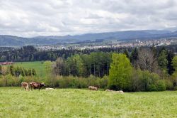 Mucche al pascolo in un campo nei pressi di Isny in Allgau, Germania. Oggi questa località è famosa non solo per il ricco patrimonio storico-culturale ma anche per gli sport invernali ...