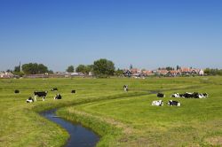 Mucche al pascolo in un tipico polder dell'isola di Marken, Olanda. Sullo sfondo, le case di un villaggio - © Sara Winter / Shutterstock.com