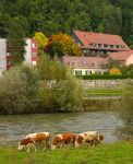 Mucche al pascolo lungo le sponde del fiume Mura a Leoben, Austria. Questo fiume, lungo 454 km, scorre per 365 nel territorio austriaco.



