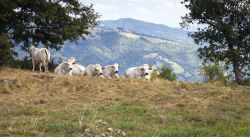 Mucche al pascolo sulle colline di Bagno di Romagna, appennino cesenate