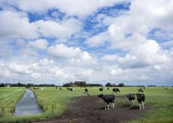 Mucche bianche e nere al pascolo in un campo vicino a Sneek, Olanda. Siamo nella verdeggiante campagna della Frisia, regione a meno di due ore a nord di Amsterdam. 

