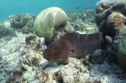 Una murena fotrografata durante una sessione di immersione nelle acque dell'isola di Kunfunadhoo, nell'Atollo di Baa, Maldive - foto © Alessandro De Maddalena / Shutterstock.com
 ...