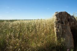 Murge nei dintorni di Ruvo di Puglia - E' un susseguirsi di formazioni rocciose, fitti boschi e distese steppiche la vegetazione dell'Alta Murgia che varia a seconda della zona. Istituito ...