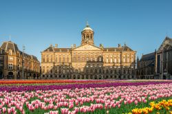 Il National tulip day: il festival dei Tulipani trasforma la Piazza Dam Square con il Palazzo Reale di Amsterdam