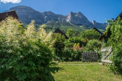 Natura in fioritura nelle campagne di Saint Hilaire du Touvet, Francia.
