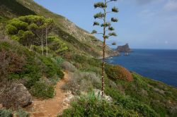 Natura sull'isola di Marettimo, Sicilia. Quest'isola è la più montuosa e boscosa delle Egadi: si estende per 12 chilometri quadrati e ha come punto più alto Monte ...