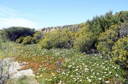 Natura sull'isola di Embiez, nei pressi di Bandol, sulla riviera francese. A lambire questa terra, che fa parte dell'arcipelago delle Embiez, sono le acque del Mediterraneo.

