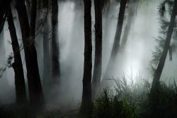 Nebbia nella foresta vicina a Canberra, Australia - I milanesi potrebbero rimancerci male al pensiero di non aver più il primato della nebbia, ma possono dormire sonni tranquilli. In ...
