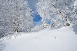 Neve sul Monte Scirocco, Massicio dell'Aspromonte, Gambarie