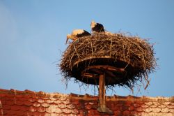 Nido con due cicogne sui tetti d'Alsazia  - © Matteo Emiliani