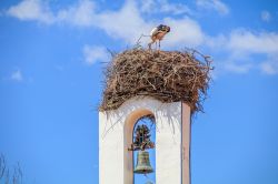 Nido di cicogne sulla Cappella di Comporta a Grandola in Portogallo