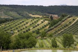 Oliveti nelle campagne di Colonnella in Abruzzo