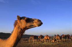 Il deserto è una delle attrattive più ...