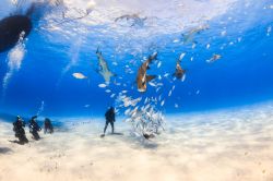 Un operatore subacqueo circondato da uno squalo limone e da altri del reef caraibico nei pressi di Tiger Beach, Bahamas. Per chi vuole immergersi e fotografare squali (fra cui quelli della specie ...