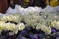 Orchidee al Flower Dome di Singapore. Il grande giardino che accoglie questa specie floreale è uno dei più interessanti del parco: permette di vedere centinaia di varietà ...