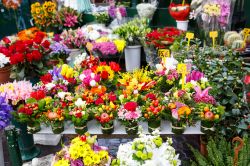 Ortogiardino, la fiera dei fiori a Pordenone in Friuli.
