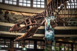 Osaka, Giappone: lo scheletro di un dinosauro T-rex agli Universal Studios  - © AKKHARAT JARUSILAWONG / Shutterstock.com