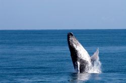 Whale watching in Repubblica Dominicana penisola di Samanà. Il passaggio dell balene con la gobba - Foto Ente del Turismo della Repubblica Dominicana