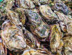 Ostriche di roccia in un mercato di Bayonne, Francia.

