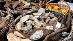 Ostriche fresche crude al mercato all'aperto di Cancale, Bretagna, Francia.

