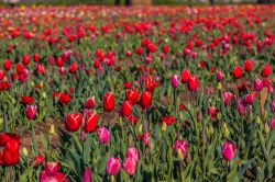 Paderno Dugnano (Milano): la fioritura dei Tulipani delle Meraviglie.