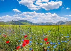 Paesaggio a Piano Grande di Castelluccio, Umbria, Italia. Papaveri, genzianelle, narcisi, violette e molti altri fiori, con tonalità dal giallo ocra al rosso passando dal viola al bianco, ...