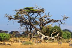 Paesaggio africano con gazzelle nel parco nazionale Amboseli, Kenya. Questo parco comprende una varietà incredibile di ecosistemi fra cui paludi, pianure di erbe e arbusti, distese laviche ...