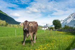 Paesaggio agreste con mucca nel villaggio di Obsteig, distretto di Imst, Austria.



