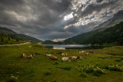 Paesaggio alpino con mucche al pascolo a Sankt Jakob in Defereggen, Austria. Questo idilliaco paesino è immerso nel Parco Nazionale degli Alti Tauri.
