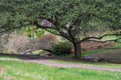 Paesaggio botanico ai giardini di Sarah P. Duke di Durham, Carolina del Nord. Si estendono per circa 22 ettari e comprendono giardini, viali alberati, terrazze e coltivazioni floreali. Questo ...