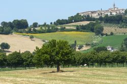 Paesaggio collinare delle Marche e borgo di Pergola, provincia di Ancona