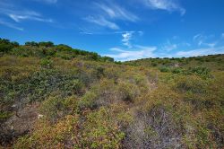 La macchia mediterranea del Deserto delle Agriate, Corsica - il Deserto delle Agriate, vasto territorio nel nord ovest della Corsica, è caratterizzato da una vegetazione di macchia mediterranea ...