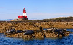 Paesaggio di Seahouses sulle isole Farne, Inghilterra. Un gruppo di foche riposa sulle rocce di queste isole al largo della costa del Northumberland nel Mare del Nord. Rosso e bianco, sullo ...