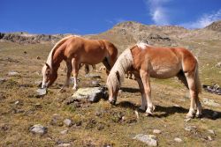 Paesaggio montano con cavalli allo stato brado in Val Venosta, Trentino Alto Adige - © Matteo Festi / Shutterstock.com