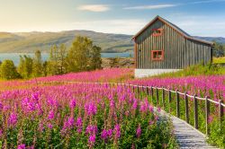 Un suggestivo panorama estivo sul Finnmark, la ...