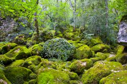 Paesaggio naturale nei pressi di Florac, Francia. Questa località nel sud della Francia è perfetta per chi cerca foreste e boschi da esplorare e natura incontaminata.



