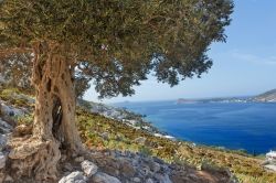 Paesaggio naturale sull'isola di Kalymnos, Grecia: un antico ulivo con il Mare Egeo sullo sfondo.



