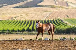 Paesaggio nei dintorni di Naro in Sicilia, con i vigneti dell'agrigentino sullo sfondo