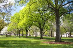 Paesaggio primaverile con alberi in un parco della città di Tuscaloosa, Alabama (USA).
