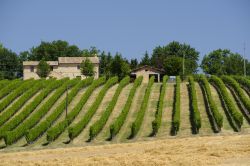 Paesaggio rurale tra Appignano e Montecassiano, tra le colline delle Marche