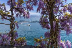 Un fantastico scorcio panoramico, visto attraverso i fiori del glicine, in località Tremezzo, nei pressi di Griante, sul Lago di Como (Lombardia).