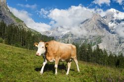 Paesaggio tipico da Heidi: una mucca sulle Alpi Svizzere a  Kandersteg