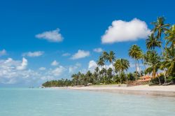 Un paesaggio tropicale con palme da cocco lambito dalle acque cristalline, spiaggia di Capo di Mangue, Maragogi, Brasile.





