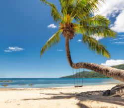 Palma su una spiaggia tropicale dell'isola di Mahé, Seychelles. Questo tratto di litorale è noto come Beau Vallon: sabbiosa, questa spiaggia declina dolcemente verso il mare.
 ...